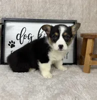 Peanut AKC, a male Pembroke Welsh Corgi for sale in Bargersville, IN – Photo 1 of 5