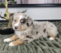 Sally, a female Australian Shepherd for sale in Bargersville, IN – 3 of 5