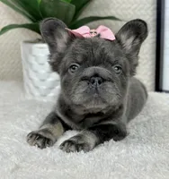 Fluffy AKC big rope girl!, a female French Bulldog for sale in Bargersville, IN – 4 of 6