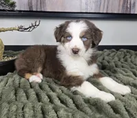 Sarah, a female Australian Shepherd for sale in Bargersville, IN – 2 of 5