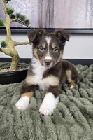 Sandy, a female Australian Shepherd for sale in Bargersville, IN – 4 of 5