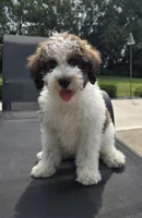 Louie, a male Miniature Labradoodle for sale in Bargersville, IN – 2 of 5
