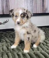 Sally, a female Australian Shepherd for sale in Bargersville, IN – 5 of 5