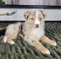 Rusty, a male Australian Shepherd for sale in Bargersville, IN – 2 of 5
