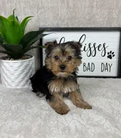 Theo , a male Yorkshire Terrier for sale in Bargersville, IN – Photo 7 of 7