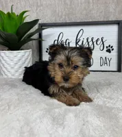 Theo , a male Yorkshire Terrier for sale in Bargersville, IN – Photo 6 of 7