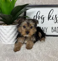 Theo , a male Yorkshire Terrier for sale in Bargersville, IN – Photo 4 of 7