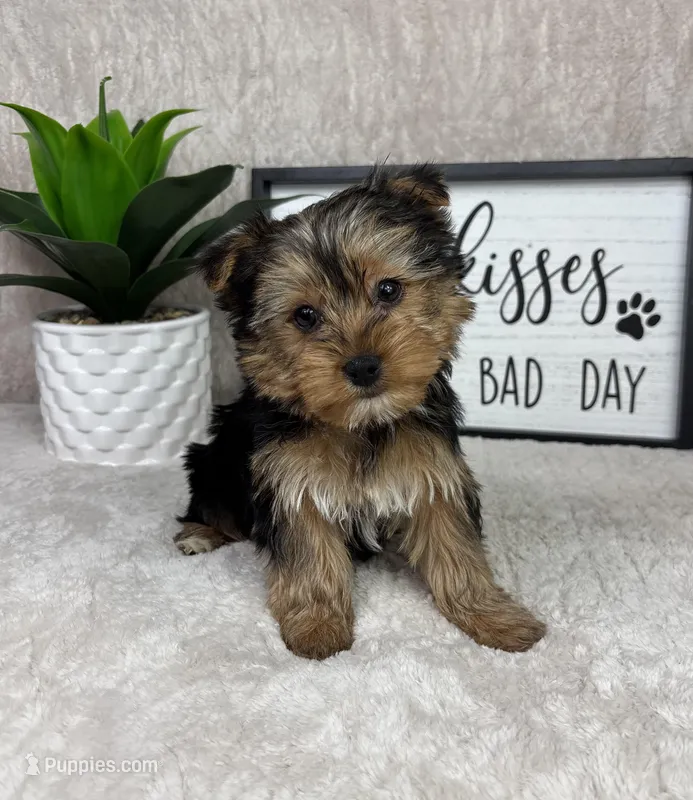 Theo , a male Yorkshire Terrier for sale in Bargersville, IN – Photo 1 of 7