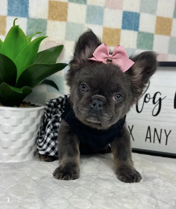 Fully AKC blue girl! – French Bulldog puppy for sale in Bargersville, IN
