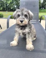 Shelby, a female Miniature Schnauzer for sale in Bargersville, IN – 5 of 6