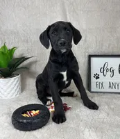 Sawyer , a male Boxer and Labrador Retriever for sale in Bargersville, IN – Photo 5 of 6