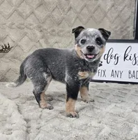 Henry , a female Australian Cattle Dog for sale in Bargersville, IN – Photo 4 of 5