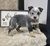 Henry , a female Australian Cattle Dog for sale in Bargersville, IN – Photo 3 of 5