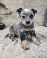 Henry , a female Australian Cattle Dog for sale in Bargersville, IN – Photo 2 of 5