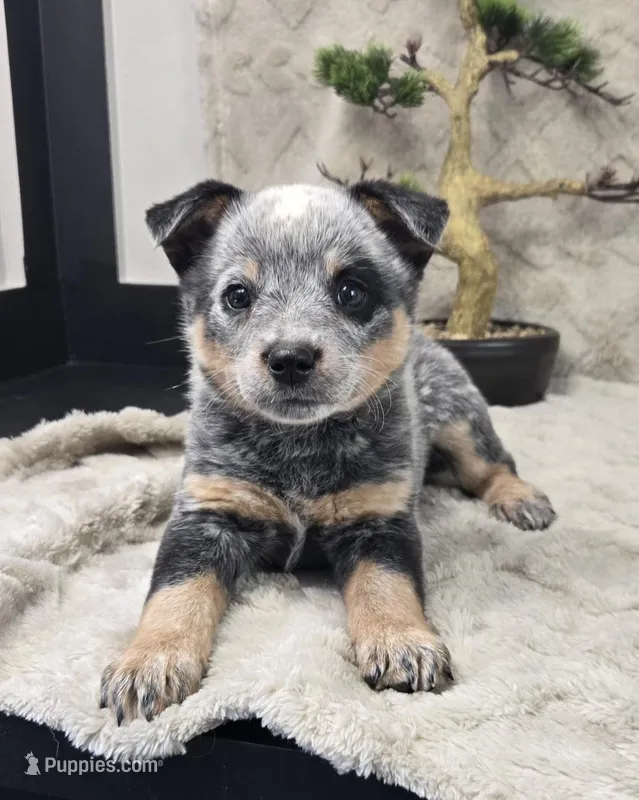 Henry , a female Australian Cattle Dog for sale in Bargersville, IN – Photo 1 of 5