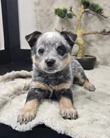 Henry , a female Australian Cattle Dog for sale in Bargersville, IN – Photo 1 of 5