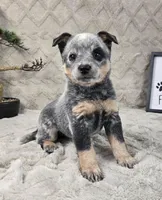 Henry , a female Australian Cattle Dog for sale in Bargersville, IN – Photo 5 of 5