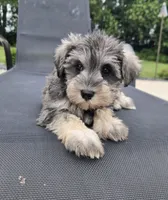 Shelby, a female Miniature Schnauzer for sale in Bargersville, IN – 4 of 6