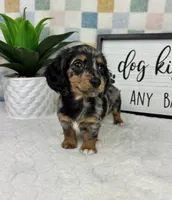 Drake AKC, a male Miniature Dachshund for sale in Bargersville, IN – Photo 2 of 7