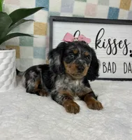Delilah AKC, a female Miniature Dachshund for sale in Bargersville, IN – Photo 2 of 6