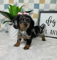 Delilah AKC, a female Miniature Dachshund for sale in Bargersville, IN – Photo 4 of 6