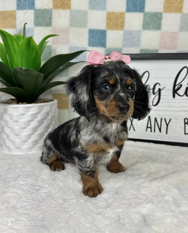 Delilah AKC – Miniature Dachshund puppy for sale in Bargersville, IN
