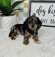 Drake AKC, a male Miniature Dachshund for sale in Bargersville, IN – Photo 6 of 7