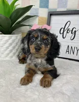 Delilah AKC, a female Miniature Dachshund for sale in Bargersville, IN – Photo 3 of 6