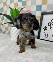 Delilah AKC, a female Miniature Dachshund for sale in Bargersville, IN – Photo 6 of 6