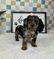 Delilah AKC, a female Miniature Dachshund for sale in Bargersville, IN – Photo 5 of 6