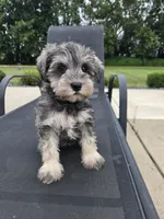 Shelby, a female Miniature Schnauzer for sale in Bargersville, IN – 6 of 6