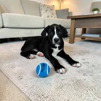 Brody, a male Labrador Retriever for sale in Bargersville, IN – Photo 1 of 6