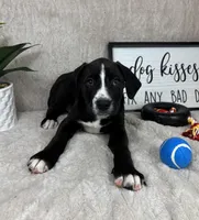 Brody, a male Labrador Retriever for sale in Bargersville, IN – Photo 4 of 6