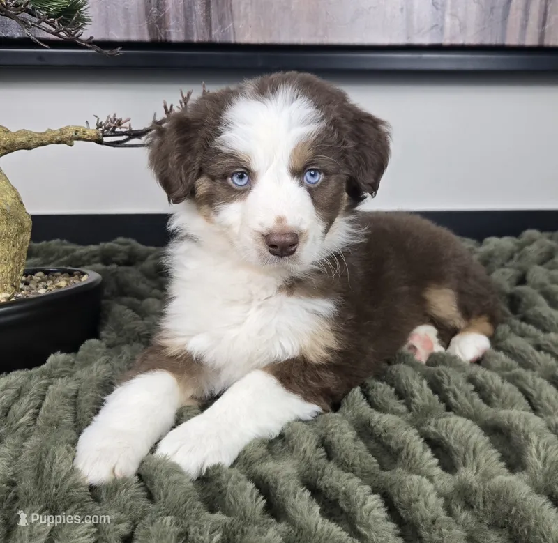 Sarah – Australian Shepherd puppy for sale in Bargersville, IN