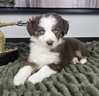 Sarah, a female Australian Shepherd for sale in Bargersville, IN – 1 of 5