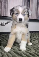 Samson , a male Australian Shepherd for sale in Bargersville, IN – 5 of 5