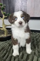 Sarah, a female Australian Shepherd for sale in Bargersville, IN – 3 of 5