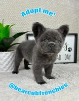 AKC full fluffy blue male , a male French Bulldog for sale in Bargersville, IN – Photo 3 of 5