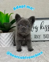 AKC full fluffy blue male , a male French Bulldog for sale in Bargersville, IN – Photo 1 of 5