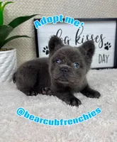 AKC full fluffy blue male , a male French Bulldog for sale in Bargersville, IN – Photo 2 of 5