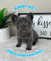 AKC full fluffy blue male , a male French Bulldog for sale in Bargersville, IN – Photo 5 of 5