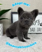 AKC full fluffy blue male , a male French Bulldog for sale in Bargersville, IN – Photo 4 of 5