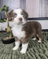 Sarah, a female Australian Shepherd for sale in Bargersville, IN – 5 of 5