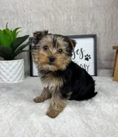 Theo, a male Yorkshire Terrier for sale in Bargersville, IN – Photo 5 of 7