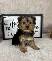 Theo, a male Yorkshire Terrier for sale in Bargersville, IN – Photo 4 of 7