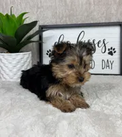Theo, a male Yorkshire Terrier for sale in Bargersville, IN – Photo 2 of 7