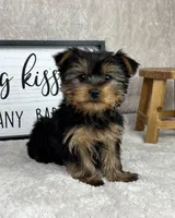 Timmy, a male Yorkshire Terrier for sale in Bargersville, IN – Photo 1 of 5