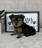 Timmy, a male Yorkshire Terrier for sale in Bargersville, IN – Photo 4 of 5