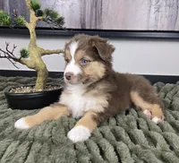 Silas , a male Australian Shepherd for sale in Bargersville, IN – 4 of 5