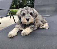 Shelby, a female Miniature Schnauzer for sale in Bargersville, IN – 3 of 6